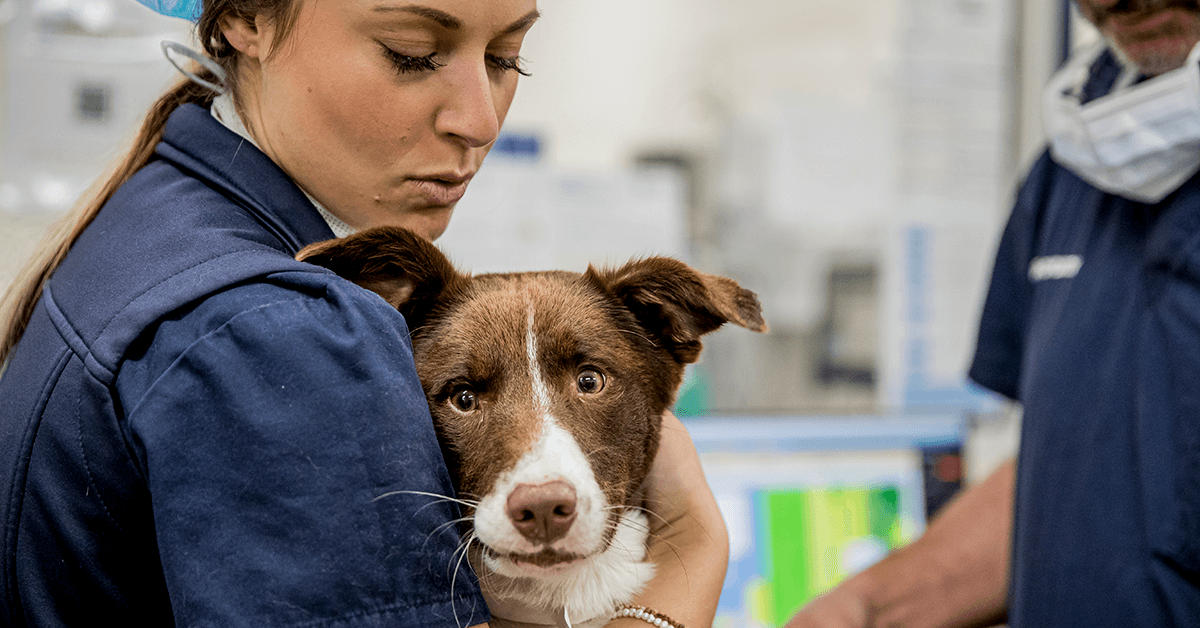 lort smith animal hospital veterinary nurse with dog